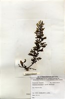 藏品(匍枝馬尾藻)的圖片